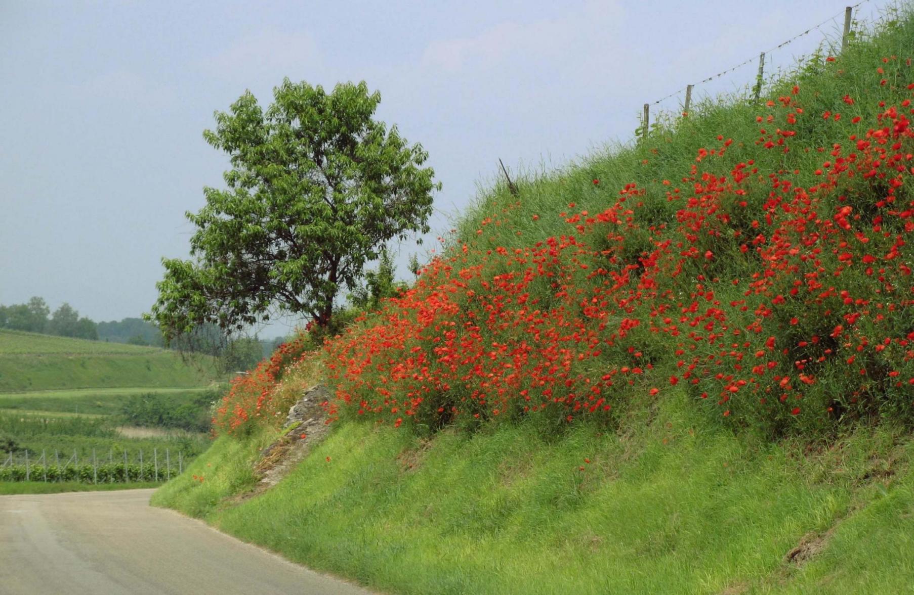 Blumen am Kaiserstuhl